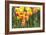 Tulip March II-Dana Styber-Framed Photographic Print