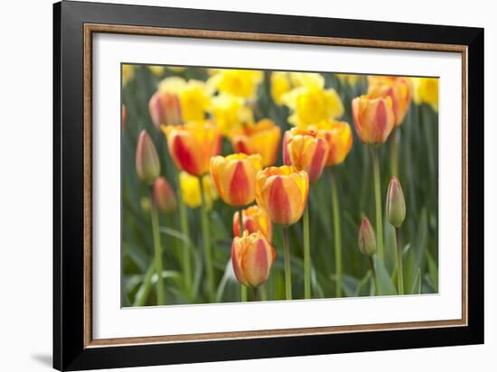 Tulip March II-Dana Styber-Framed Photographic Print