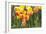 Tulip March II-Dana Styber-Framed Photographic Print