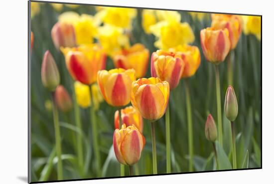 Tulip March II-Dana Styber-Mounted Photographic Print