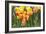 Tulip March II-Dana Styber-Framed Photographic Print