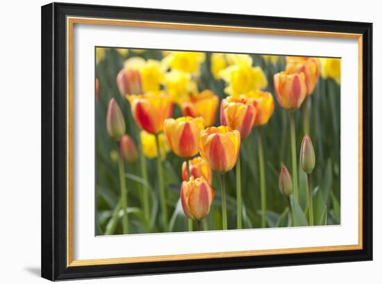 Tulip March II-Dana Styber-Framed Photographic Print