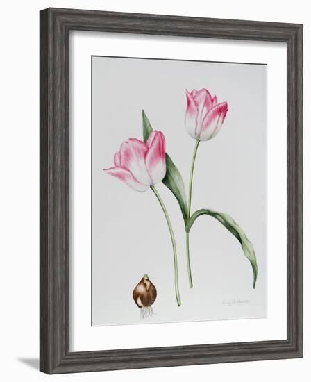 Tulip Meissner Porcellan with Bulb-Sally Crosthwaite-Framed Giclee Print