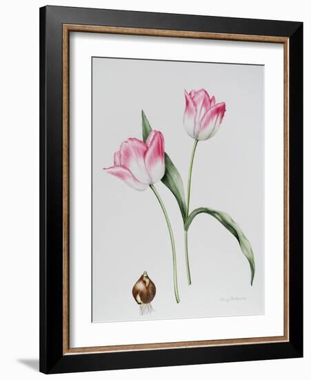 Tulip Meissner Porcellan with Bulb-Sally Crosthwaite-Framed Giclee Print