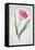 Tulip Meissner Porzellan Singe-Sally Crosthwaite-Framed Premier Image Canvas