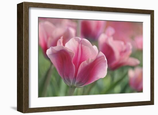 Tulip Mirella Pink-Cora Niele-Framed Photographic Print