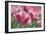 Tulip Mirella Pink-Cora Niele-Framed Photographic Print