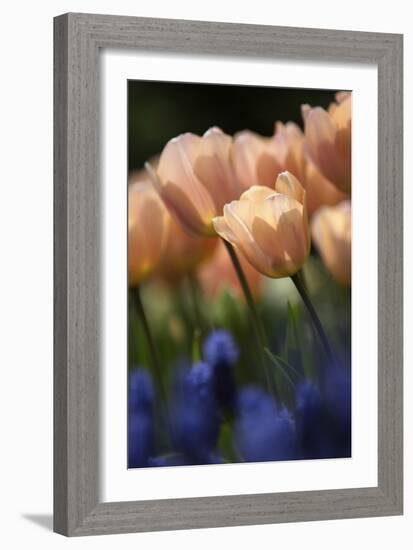 Tulip No 1-István Nagy-Framed Photographic Print