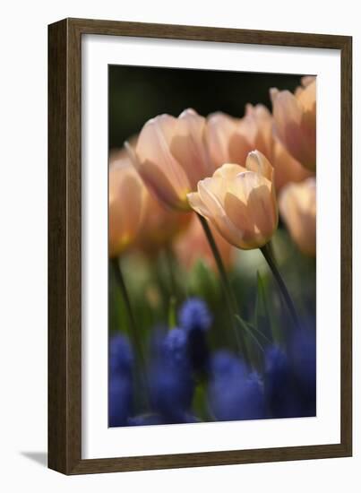 Tulip No 1-István Nagy-Framed Photographic Print