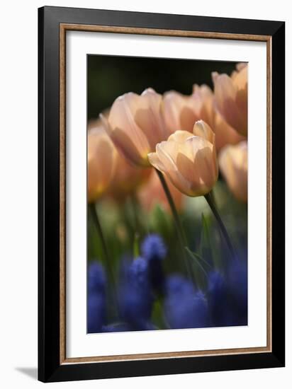 Tulip No 1-István Nagy-Framed Photographic Print