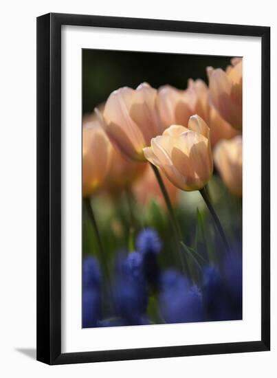 Tulip No 1-István Nagy-Framed Photographic Print