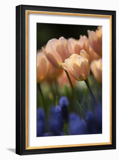 Tulip No 1-István Nagy-Framed Photographic Print