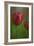 Tulip No 2-István Nagy-Framed Photographic Print