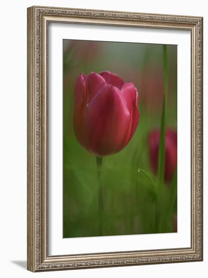 Tulip No 2-István Nagy-Framed Photographic Print