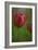 Tulip No 2-István Nagy-Framed Photographic Print