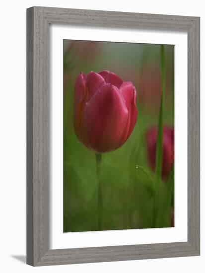 Tulip No 2-István Nagy-Framed Photographic Print