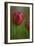 Tulip No 2-István Nagy-Framed Photographic Print