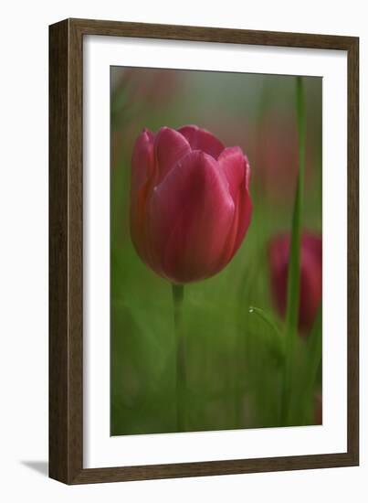 Tulip No 2-István Nagy-Framed Photographic Print