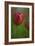 Tulip No 2-István Nagy-Framed Photographic Print