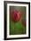 Tulip No 2-István Nagy-Framed Photographic Print