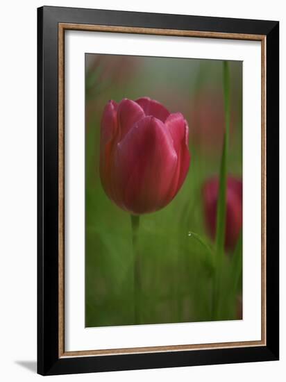 Tulip No 2-István Nagy-Framed Photographic Print