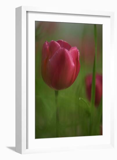 Tulip No 2-István Nagy-Framed Photographic Print