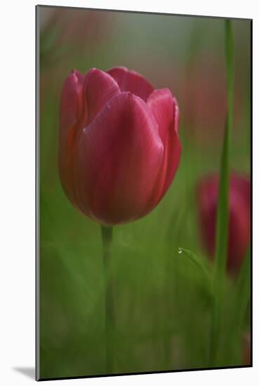 Tulip No 2-István Nagy-Mounted Photographic Print