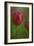 Tulip No 2-István Nagy-Framed Photographic Print