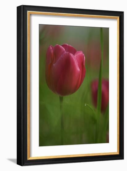 Tulip No 2-István Nagy-Framed Photographic Print