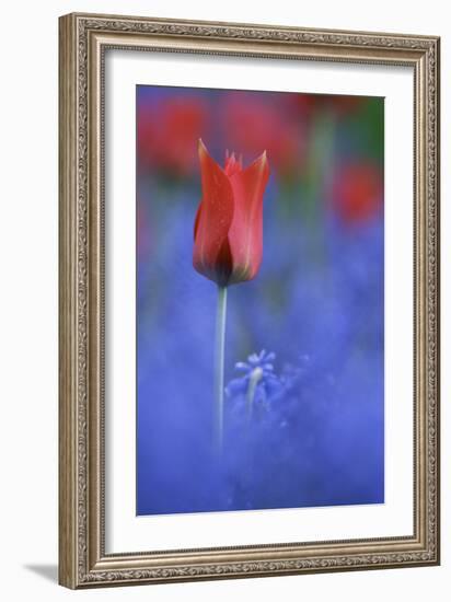 Tulip No 3-István Nagy-Framed Photographic Print