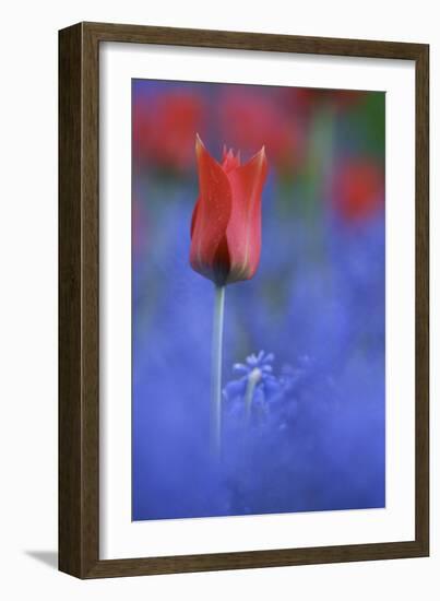 Tulip No 3-István Nagy-Framed Photographic Print