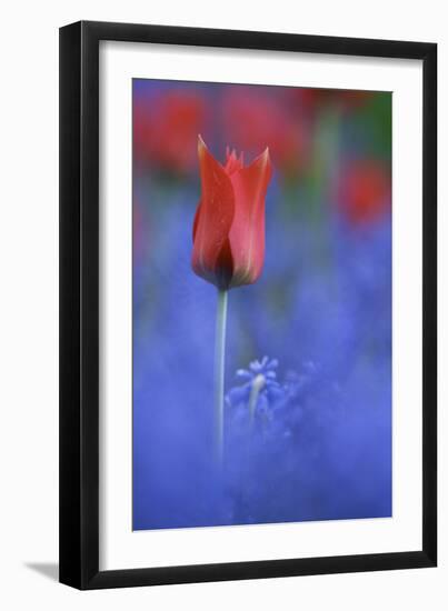 Tulip No 3-István Nagy-Framed Photographic Print