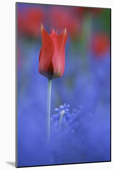 Tulip No 3-István Nagy-Mounted Photographic Print