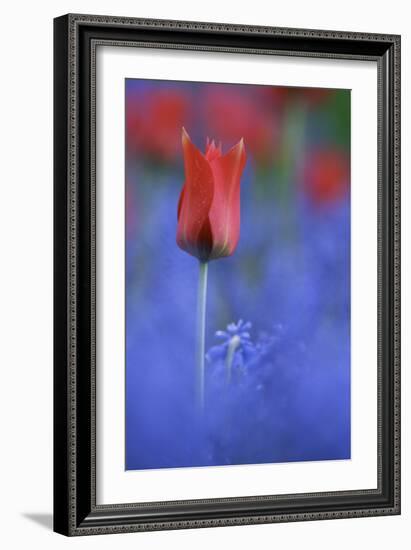 Tulip No 3-István Nagy-Framed Photographic Print