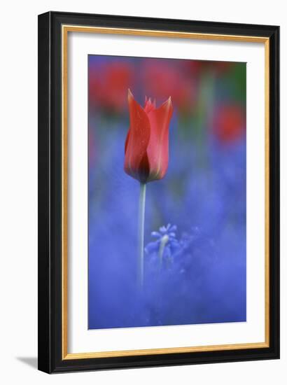 Tulip No 3-István Nagy-Framed Photographic Print