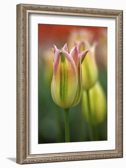 Tulip No 4-István Nagy-Framed Photographic Print