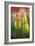 Tulip No 4-István Nagy-Framed Photographic Print