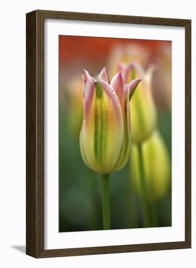 Tulip No 4-István Nagy-Framed Photographic Print