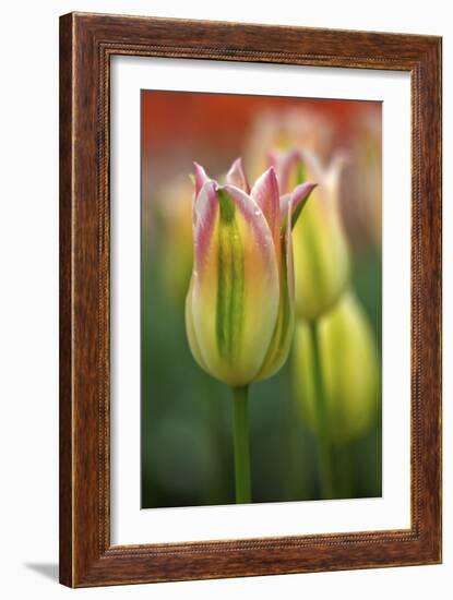 Tulip No 4-István Nagy-Framed Photographic Print