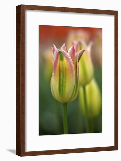 Tulip No 4-István Nagy-Framed Photographic Print