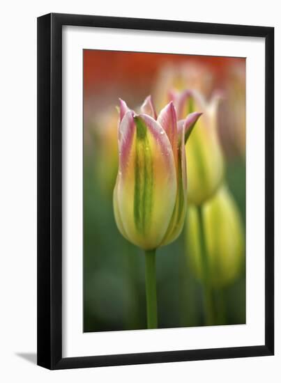 Tulip No 4-István Nagy-Framed Photographic Print