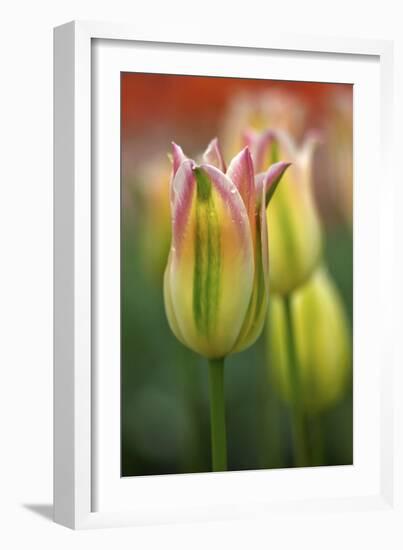 Tulip No 4-István Nagy-Framed Photographic Print