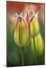 Tulip No 4-István Nagy-Mounted Photographic Print