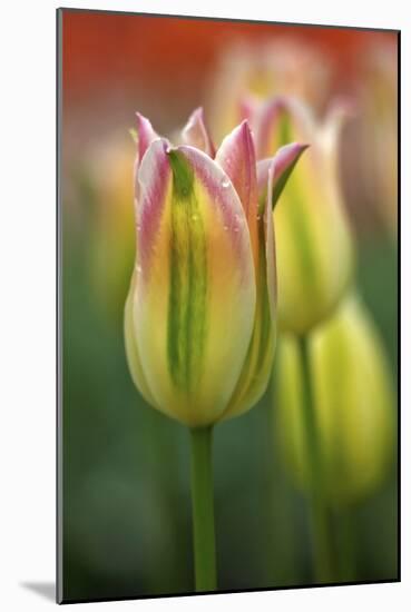 Tulip No 4-István Nagy-Mounted Photographic Print