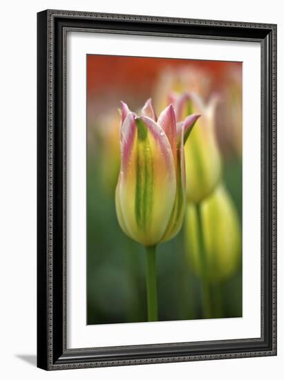 Tulip No 4-István Nagy-Framed Photographic Print