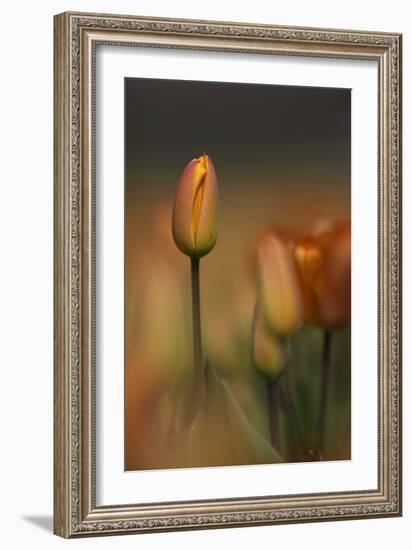 Tulip No 5-István Nagy-Framed Photographic Print