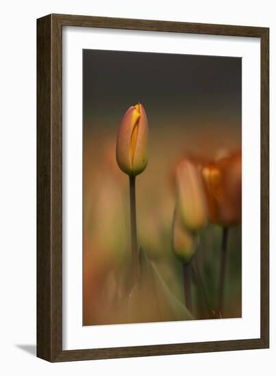 Tulip No 5-István Nagy-Framed Photographic Print