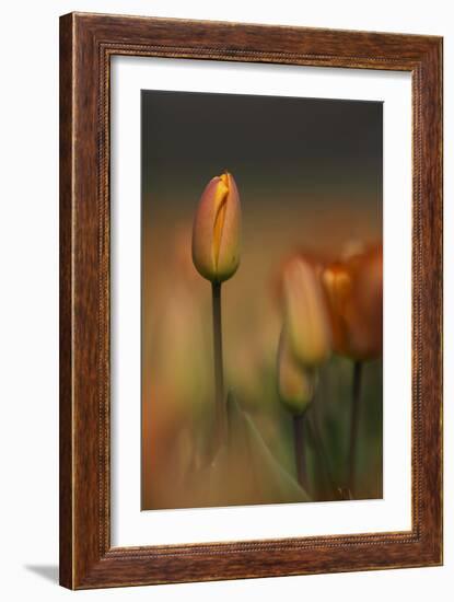 Tulip No 5-István Nagy-Framed Photographic Print