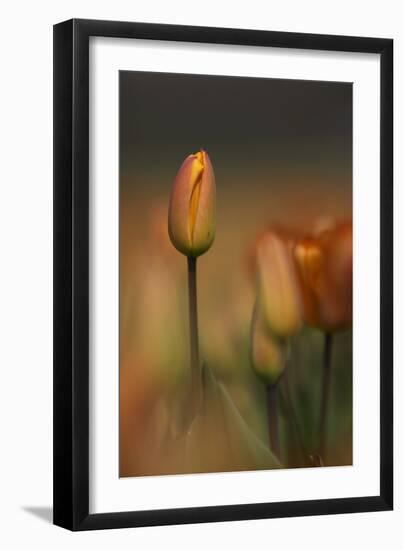 Tulip No 5-István Nagy-Framed Photographic Print