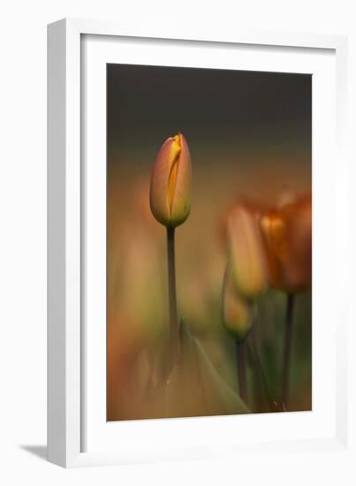 Tulip No 5-István Nagy-Framed Photographic Print